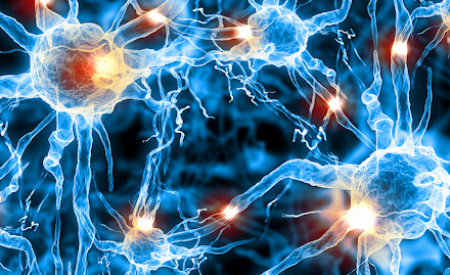 Нервные клетки восстанавливаются: первый снимок нейронов, растущих в живом мозге