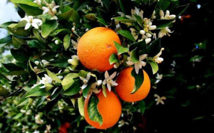 История апельсинов и оранжевого цвета