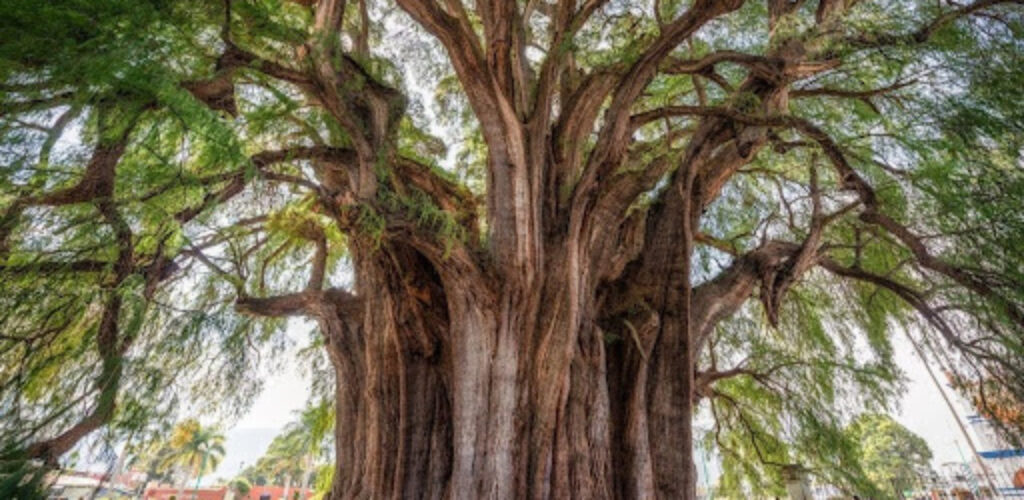 Дерево Туле – самое толстое дерево в мире