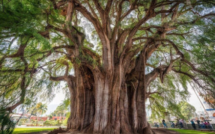 Дерево Туле – самое толстое дерево в мире