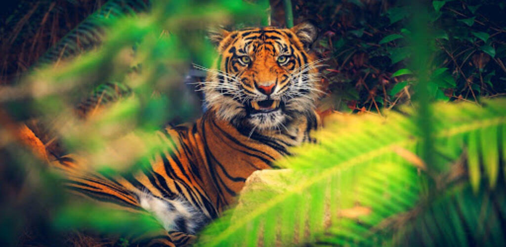 Секрет хищника: почему шкура тигров рыжего цвета