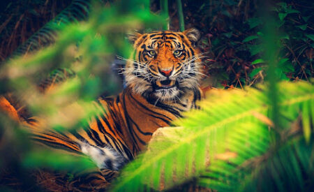 Секрет хищника: почему шкура тигров рыжего цвета