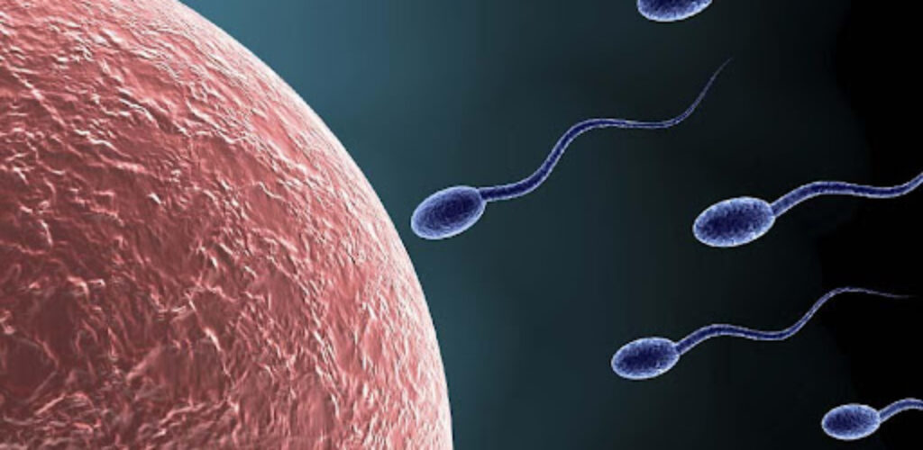 Почему яйцеклетки путаются в хромосомах