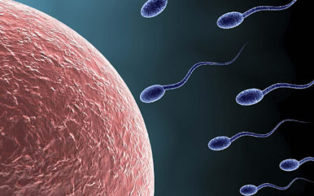 Почему яйцеклетки путаются в хромосомах