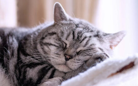 Лень или природная мудрость? Почему кошки так много спят