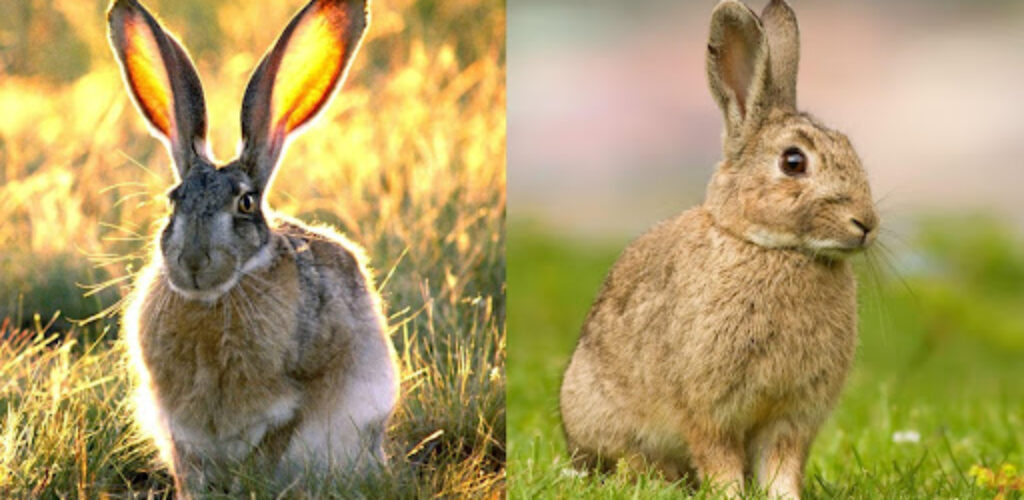 Совсем не одно и то же: чем зайцы отличаются от кроликов?