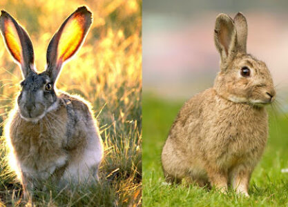 Совсем не одно и то же: чем зайцы отличаются от кроликов?