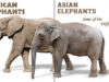 Чем отличаются азиатские слоны от африканских?