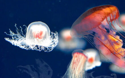 Испанские ученые раскрыли секрет бессмертных медуз, которые обращают старение вспять