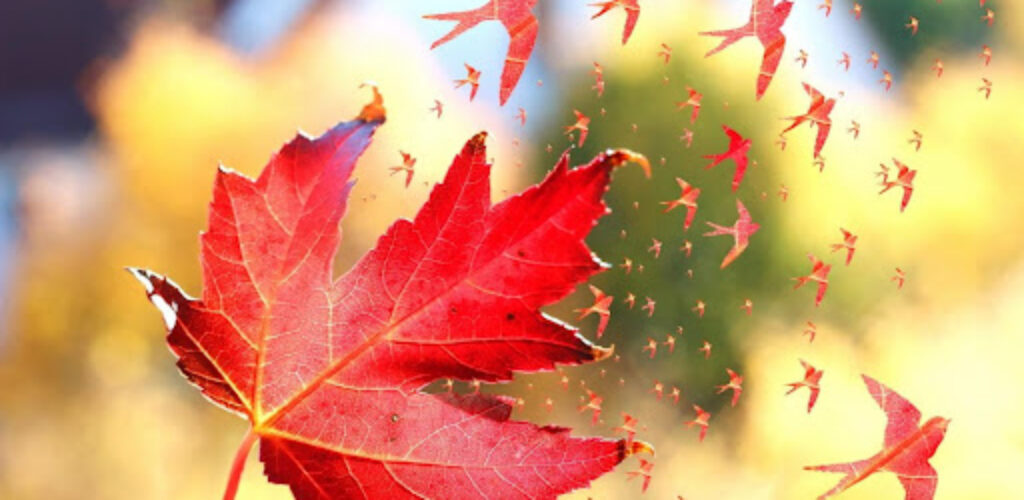 Почему осенью с деревьев опадают листья?