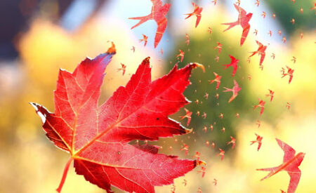 Почему осенью с деревьев опадают листья?