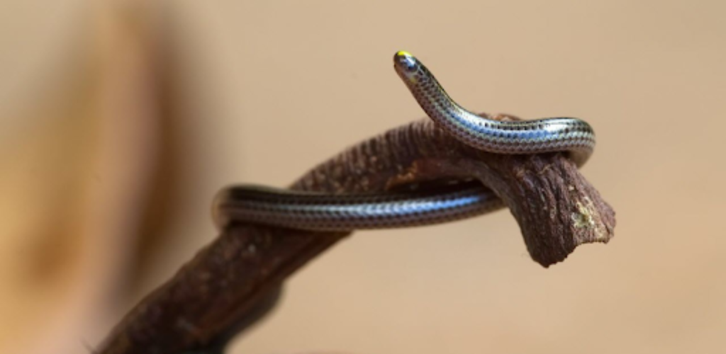 Ее легко принять за дождевого червяка: как выглядит самая маленькая змея планеты