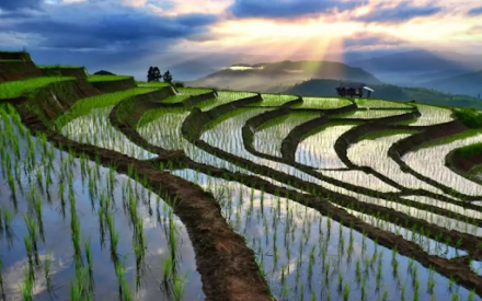 Зачем заливают рисовые поля водой, если рис и так прекрасно растет?