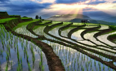 Зачем заливают рисовые поля водой, если рис и так прекрасно растет?