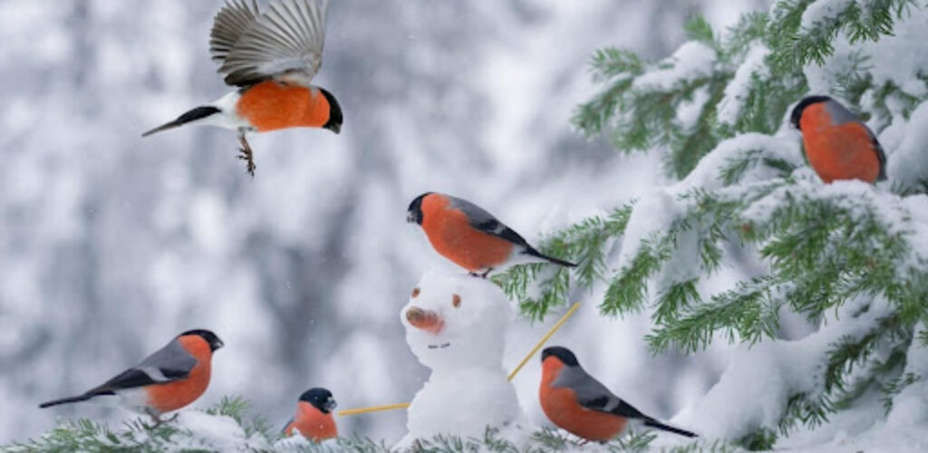 Почему у птиц зимой не мерзнут лапы