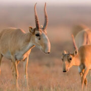 фото: https://eldala.kz/