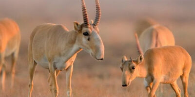 фото: https://eldala.kz/