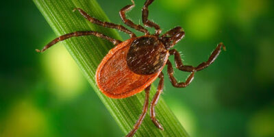 фото: https://poisknews.ru/ 