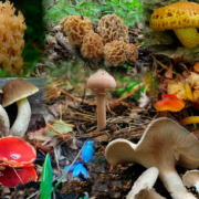 фото: https://sun9-61.userapi.com/