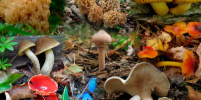 фото: https://sun9-61.userapi.com/ 