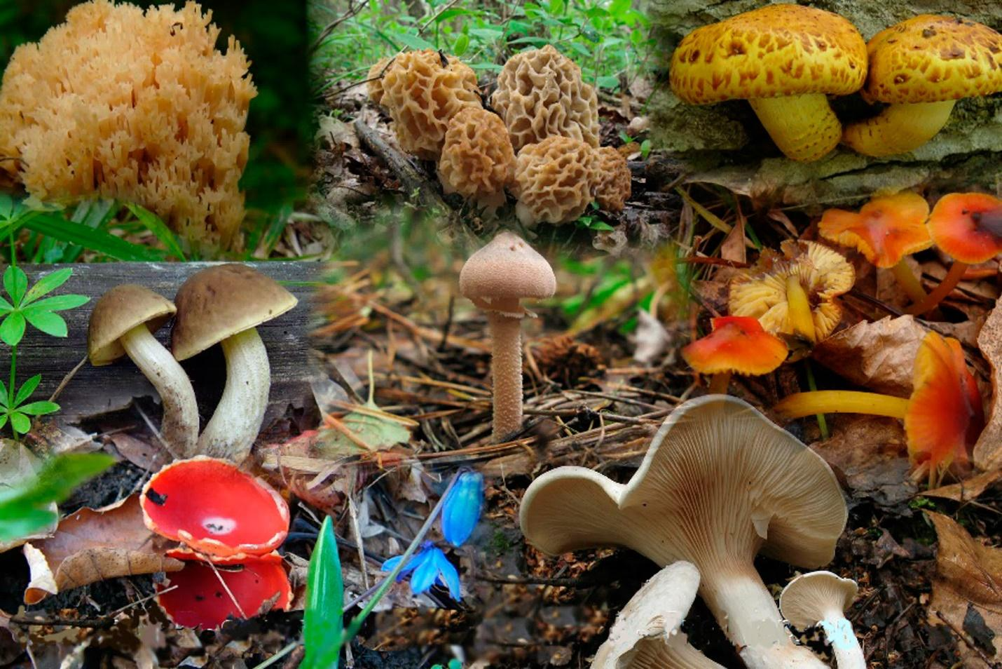 Грибы разные. Разнообразие грибов. Разнообразие съедобных грибов. Много разных грибов. Есть царство грибов