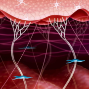 фото: https://mediccare.ru/