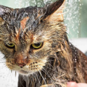 фото: https://zooblog.ru/