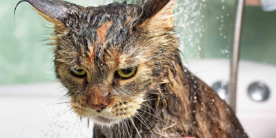 фото: https://zooblog.ru/ 