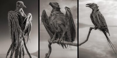 фото: https://pbs.twimg.com/ 