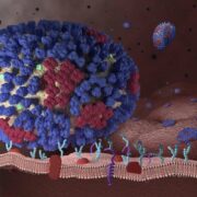 фото: Centers for Disease Control and Prevention