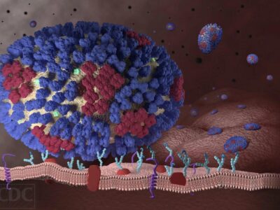 фото: Centers for Disease Control and Prevention