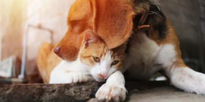 фото: https://www.siamhillscoffee.com/ 