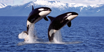 фото: https://sever-press.ru/ 