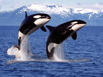 фото: https://sever-press.ru/ 