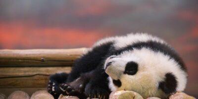 фото: https://damion.club/ 