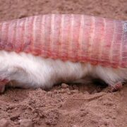 фото: https://animalreader.ru/