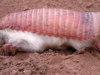 фото: https://animalreader.ru/ 