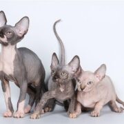 фото: https://ourkoshki.ru/ 