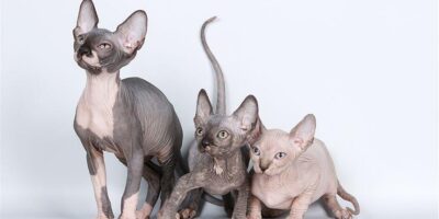 фото: https://ourkoshki.ru/ 