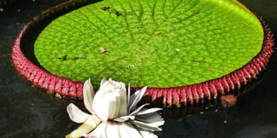 фото: https://live.staticflickr.com/