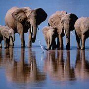 фото: https://chudo-prirody.com/