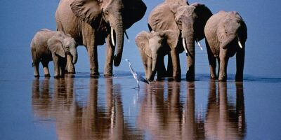 фото: https://chudo-prirody.com/ 