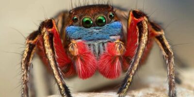 фото: https://stop-klopu.com/ 