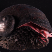 фото: https://assets.4cdn.hu/