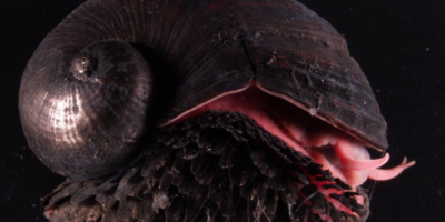 фото: https://assets.4cdn.hu/ 