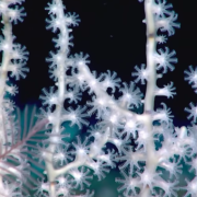 фото: Скриншот из видео Evening Post Dev / YouTube