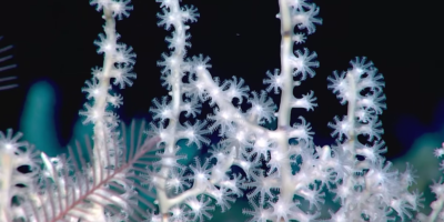 фото: Скриншот из видео Evening Post Dev / YouTube