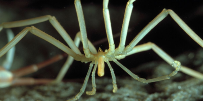 Изображение предоставлено Армином Майвальдом через Alamy