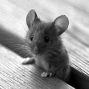 фото: https://celes.club/