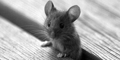 фото: https://celes.club/ 